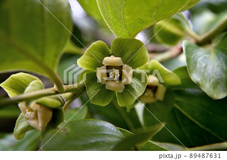 カキの花 カキの花 89487631