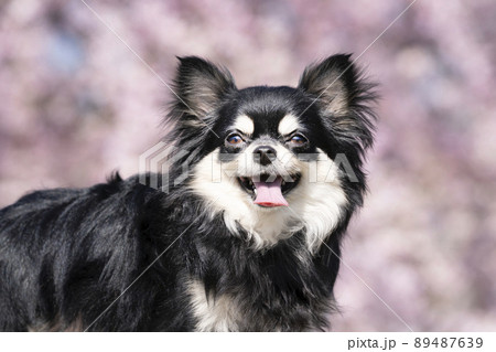 枝垂れ桜と微笑むチワワのバストアップ 枝垂れ桜と微笑むチワワのバストアップ 89487639