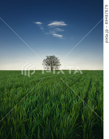 Lone tree in the growing wheat field. Idyllic minimalist background. Conceptual spring scene with green grass meadow and a single tiny cloud in the blue sky above the solitary tree Lone tree in the growing wheat field. Idyllic minimalist background. Conceptual spring scene with green grass meadow and a single tiny cloud in the blue sky above the solitary tree 89487679