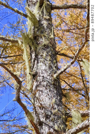 ダケカンバの木から下がるサルオガセ 89487702