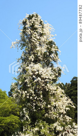 白藤ツリー 89487782