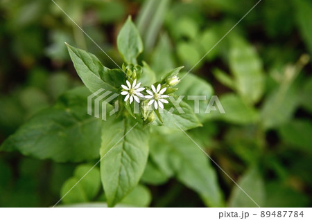 ウシハコベの花 ウシハコベの花 89487784