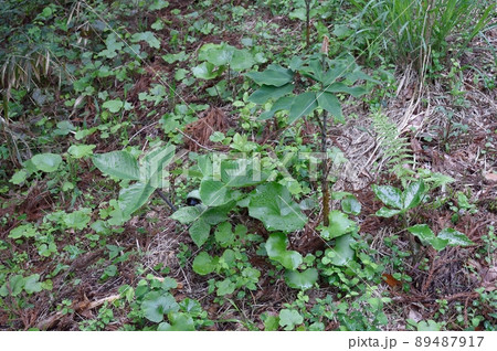 マムシグサ 89487917