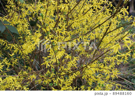 Blooming springtime's gardens, young forsythia flowers  in the countryside near Zagreb, Croatia 89488160