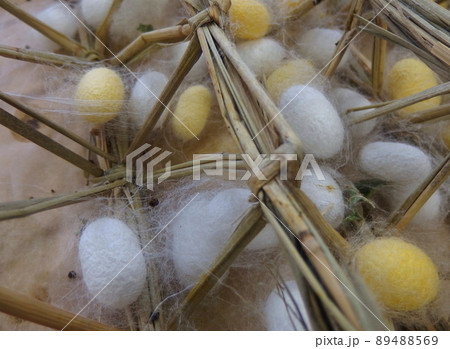 カイコの繭 89488569