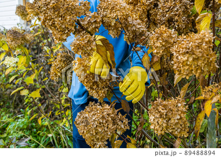 Bush hydrangea cutting or trimming with secateur in the garden Bush hydrangea cutting or trimming with secateur in the garden 89488894