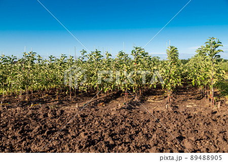 Apple tree seedlings in the nursery on drip irrigation Apple tree seedlings in the nursery on drip irrigation 89488905