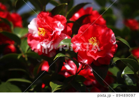 椿　赤に白い斑入りの花 89489097