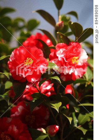 椿　赤に白い斑入りの花 89489098