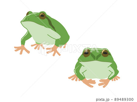 アマガエル　線無し 89489300