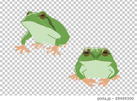 アマガエル　線無し 89489300