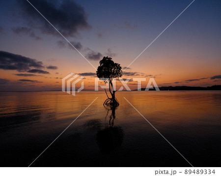 ヤエヤマヒルギと夕焼け 89489334