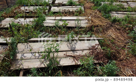 Snail farm. Boards on which snails grow on a snail farm outdoors close-up. Snail farming. Growing snails on a farm. Farm for growing edible snails on sunny day Snail farm. Boards on which snails grow on a snail farm outdoors close-up. Snail farming. Growing snails on a farm. Farm for growing edible snails on sunny day 89489498