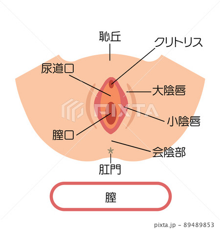 膣 女性生殖器のイラスト 膣 女性生殖器のイラスト 89489853