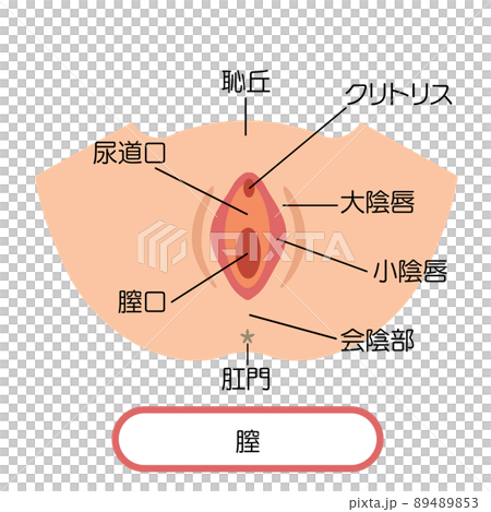 膣 女性生殖器のイラスト 膣 女性生殖器のイラスト 89489853