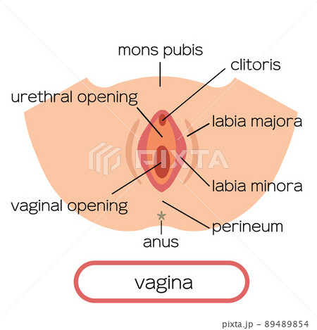 膣　女性生殖器のイラスト 89489854