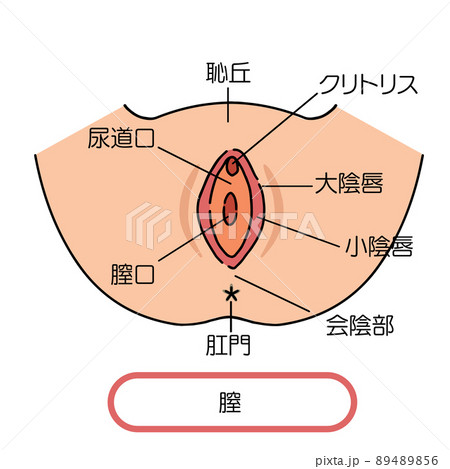 膣　女性生殖器のイラスト 89489856