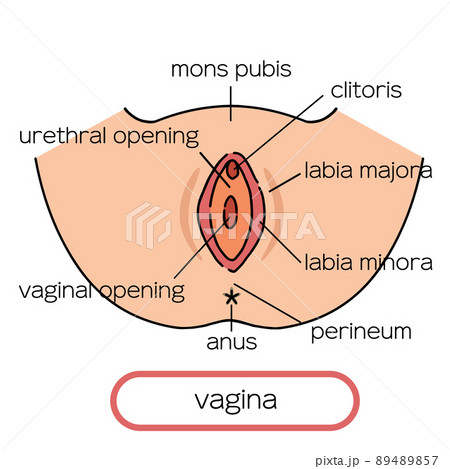 膣　女性生殖器のイラスト 89489857