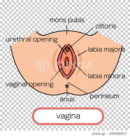 膣　女性生殖器のイラスト 89489857
