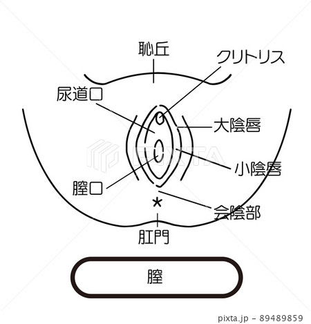 膣　女性生殖器のイラスト 89489859