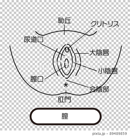 膣　女性生殖器のイラスト 89489859