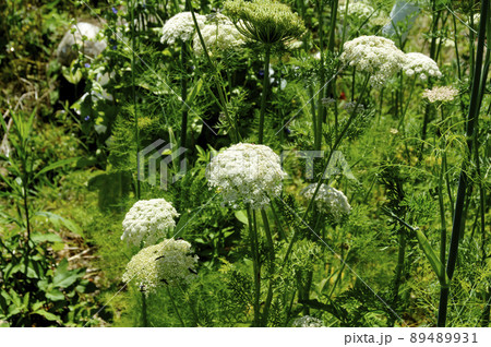 人参の花 人参の花 89489931