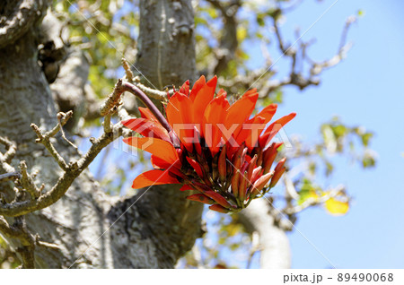 デイゴの花 89490068