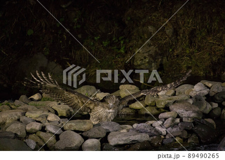 シマフクロウ 89490265