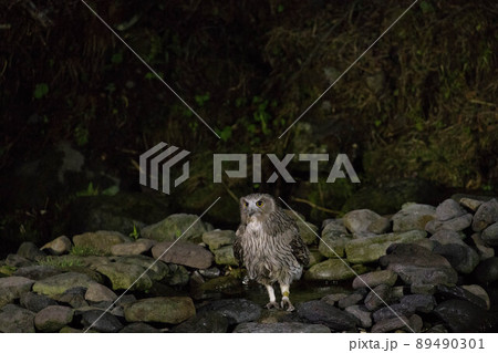 シマフクロウ 89490301