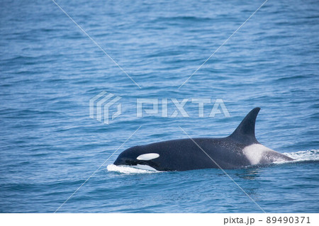 シャチ シャチ 89490371