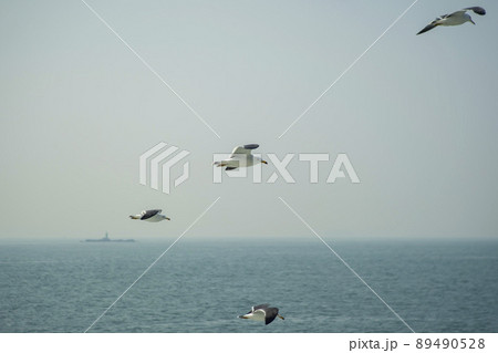 海 カモメ 飛ぶ 89490528