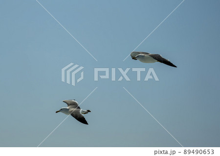 空 カモメ 飛ぶ 89490653