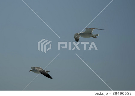 空 カモメ 鳥 89490655