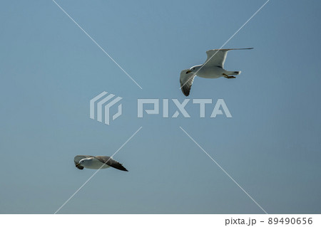 空 カモメ 飛ぶ 89490656