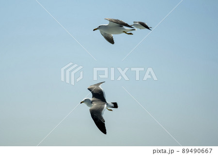 空 カモメ 鳥 89490667