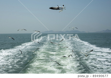 韓国 海 カモメ 89490677