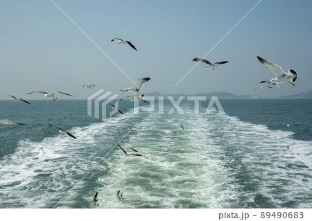 海 カモメ 鳥 89490683