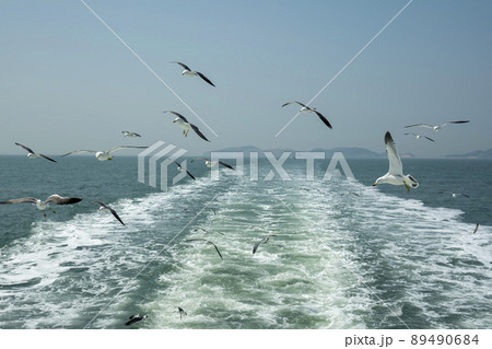 海 カモメ 鳥 89490684