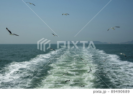 韓国 海 カモメ 89490689