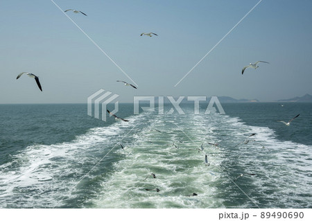 海 カモメ 鳥 89490690