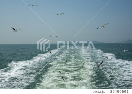 海 カモメ 鳥 89490691