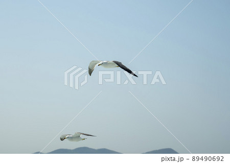 空 カモメ 鳥 89490692