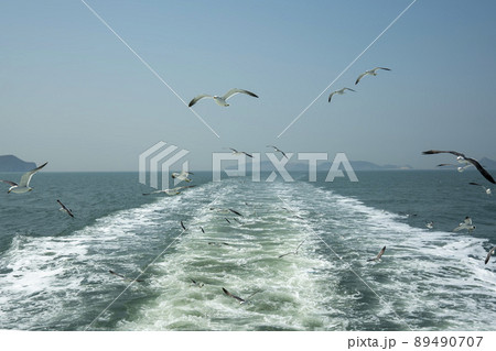 韓国 海 カモメ 89490707