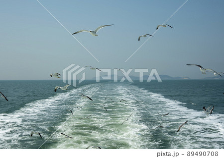 海 カモメ 鳥 89490708