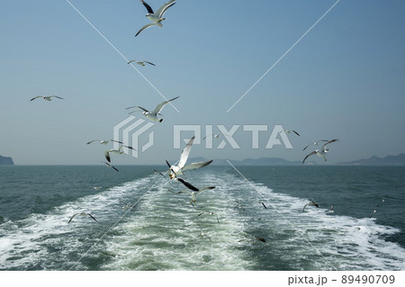 海 カモメ 鳥 89490709