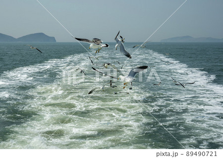 海 カモメ 鳥 89490721