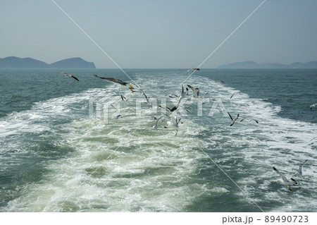海 カモメ 鳥 89490723