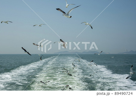 海 カモメ 鳥 89490724