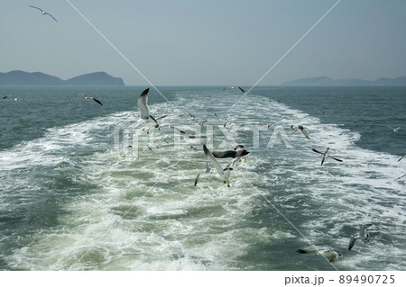 海 カモメ 飛ぶ 89490725