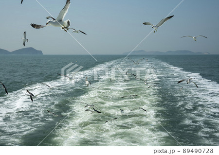 海 カモメ 鳥 89490728